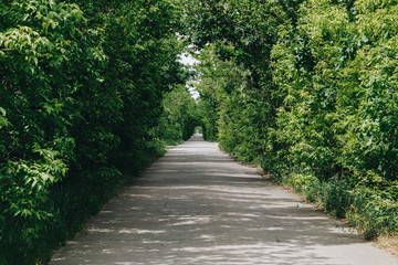 Road in the park with a green tunnel.