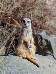 Meerkat posing