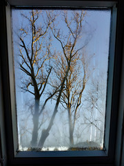 autumn trees in a cancerous light through a foggy window