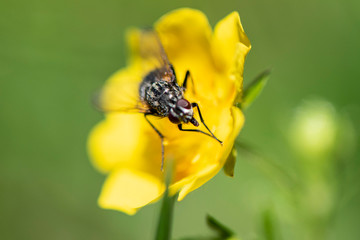 Fleur avec une mouche