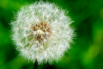 Fototapeta premium Soufflons