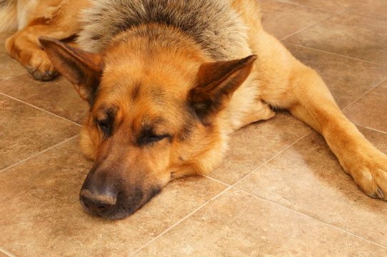 A dog of the East European Shepherd breed lies on the floor with his eyes closed. Sleeping shepherd.