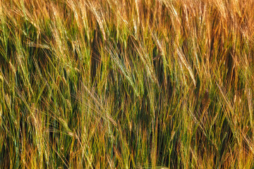 Ripe ears of wheat field as background