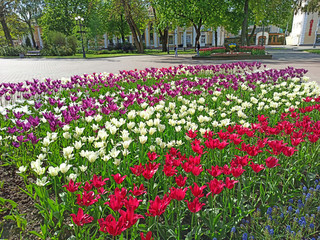 lilac red and white tulips on flower bed in city. Springtime garden