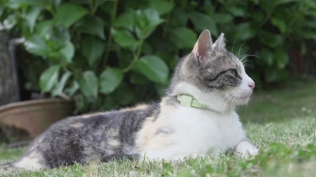 Cute patched cat looking at the camera lying in the garden grass