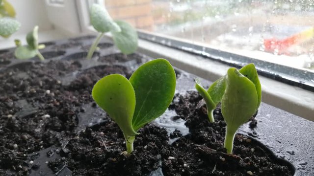 Watering sprouts of squash in plastic containers on window. Spraying seedling. Sowing plants on windowsill. Spraying and droplets on zucchini leaves. Growing vegetables in small pots in greenhouse