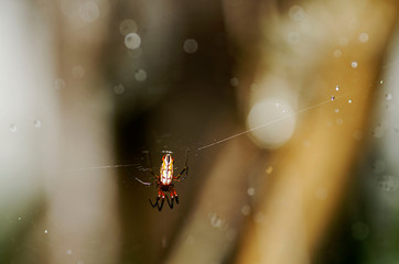 Spider, insect, nature, web, spider web, macro, 