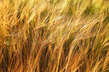 Ripe ears of wheat field as background