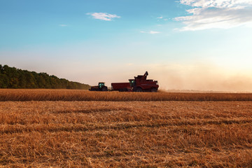 Combine harvester in a wheat field on a sunny summer day