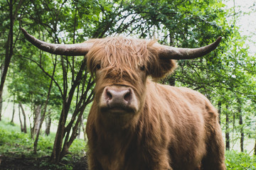 Hochland Rind Stier schönes Tier Portrait