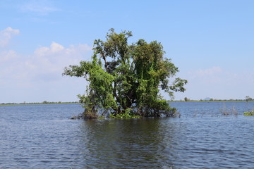 Arbre dans le lac Tonle Sap, Cambodge