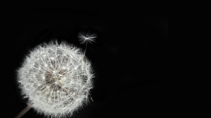 Fluffy dandelion white flower with one seed on its top on black background