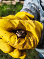 a frog in yellow gloves