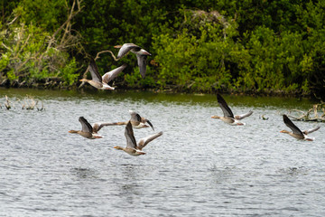 geese flying low over water