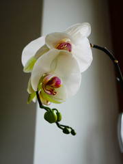 Orchidée blanche