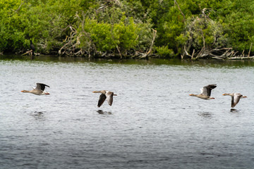 geese flying low over water