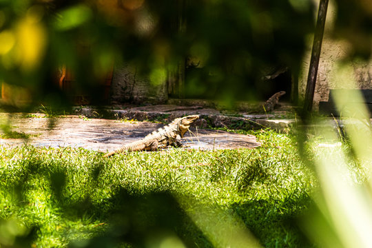 IGUANO