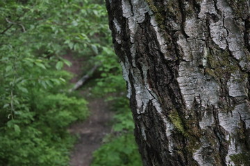 wood texture, path in the forest