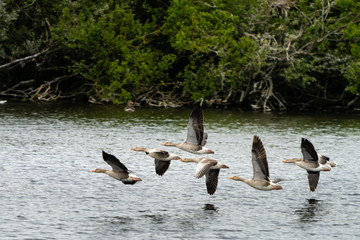 geese flying low over water