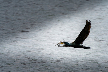 cormorant flying low over water 