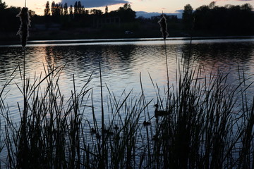 silhouette duck and ducklings at sunset