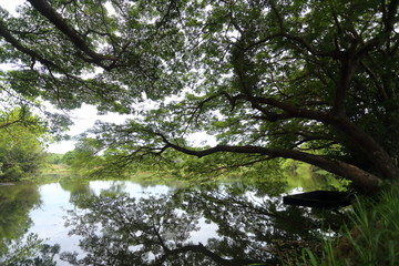 Tree with water reflections, Thailand