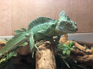 Wildlife. Reptiles.Reptiles in the zoo. Reptiles in the wild