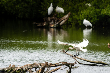 spoonbill landing on the water
