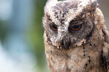 Portrait of a beautiful little owl. Bird, feathers, animal, wings, fly