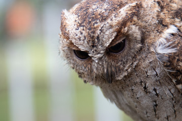 Portrait of an Asian, brown cute owl. Bird, feathers, animal, wings, fly, crest, beak. Beautiful smart bird.