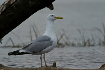 seagull on the beach