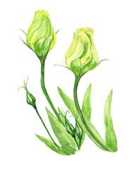 Watercolor hand drawn floral illustration set of green plants with yellow flowers close up isolated on white background.