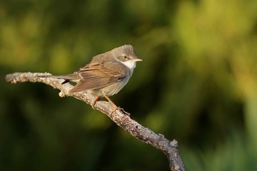 robin on a branch