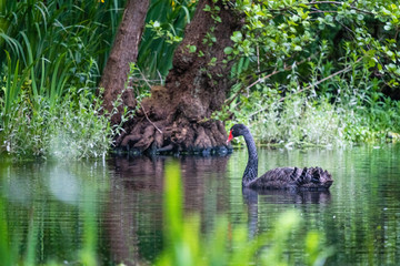 wild black swan in a small lake