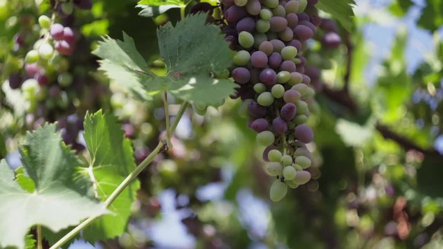 Vineyard Ripe grapes on the vine Wine Grapes Harvest Village Beautiful Vineyards