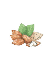 Hand drawn watercolor almonds and nutshell with leaves close up isolated on white background.