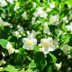 Jasmine flowers, an old world bush or a climbing plant background. Concept of ingredients of perfumes or tea.