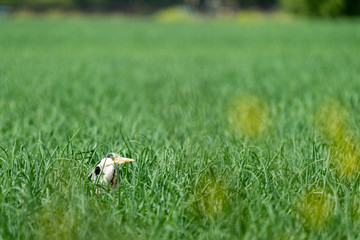 Heron hidden in the green grass