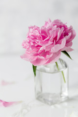 Fototapeta na wymiar Pink peony in a small vase on light background