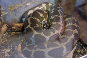 Wildlife. Reptiles.Reptiles in the zoo. Reptiles in the wild. Snake
