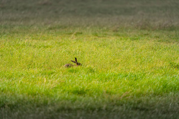 Obraz na płótnie Canvas rabbit hidden in the grass