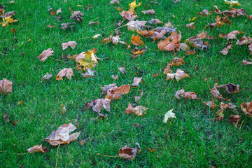 Green grass and dry leaves as a background