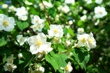 Naklejka na ściany i meble Jasmine flowers, an old world bush or a climbing plant background. Concept of ingredients of perfumes or tea.