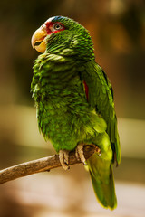 Parrots from Mexico