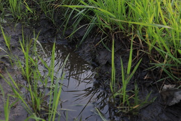 reflection of meadows and grass in the water, rain, puddle in the morning village 