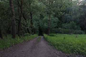 Fototapeta na wymiar dark path to the forest