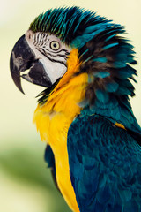 Macaw in Mexico