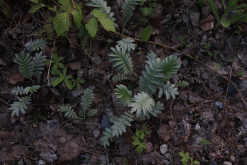 Potentilla anserina, green plant in the woods