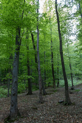 Forest in a suburban recreational and relaxing location in the Bratislava Forest Park