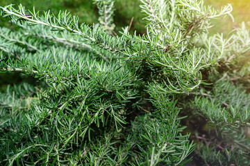 Fresh rosemary bush herb grow outdoor on sunlight. Rosemary leaves, close-up. 